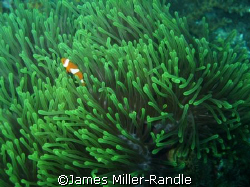 Clown Fish taken with Canon Ixus 700 (SD500) on Redang Is... by James Miller-Randle 
